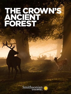 《王室的古森林》免费在线观看.网盘资源下载.英语中字.(2021)_在线视频课程下载-51分享网